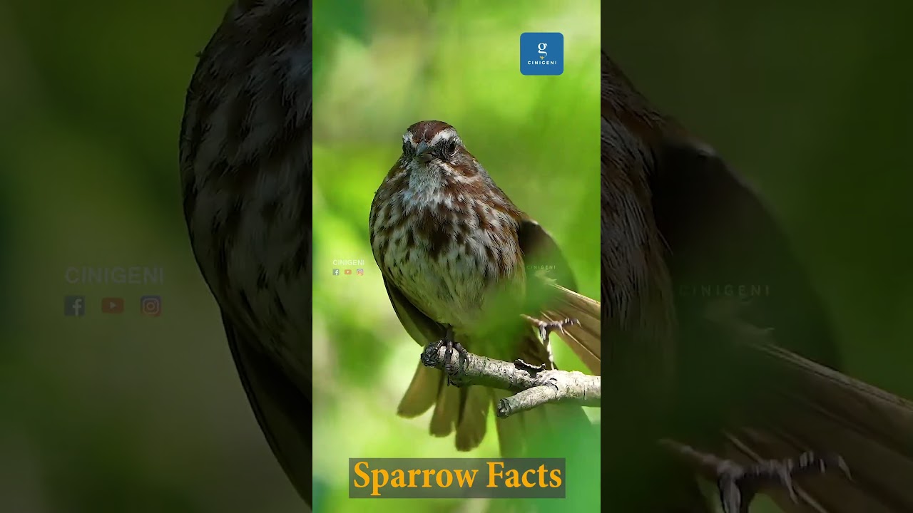 8 முதல் இருபத்து நான்கு சென்டிமீட்டர் நீளமுள்ளவை.#ai #ainews #aishorts #sparrow