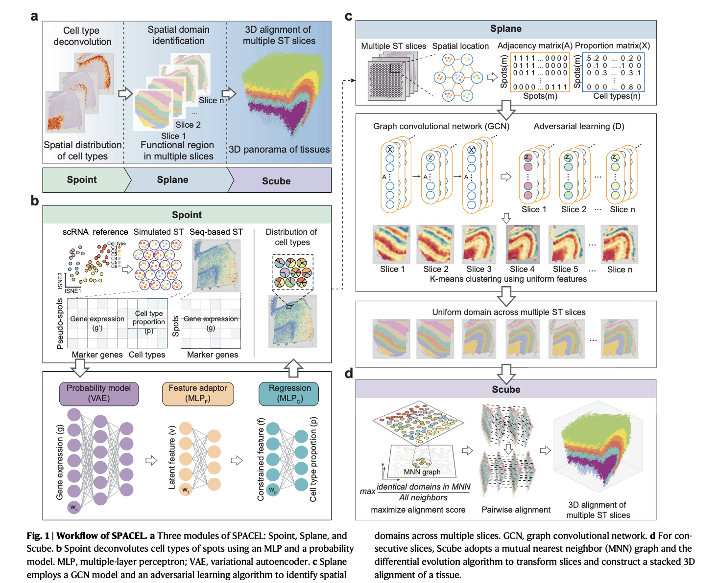 Meet SPACEL: A New Deep-Learning-based Analysis Toolkit for Spatial Transcriptomics